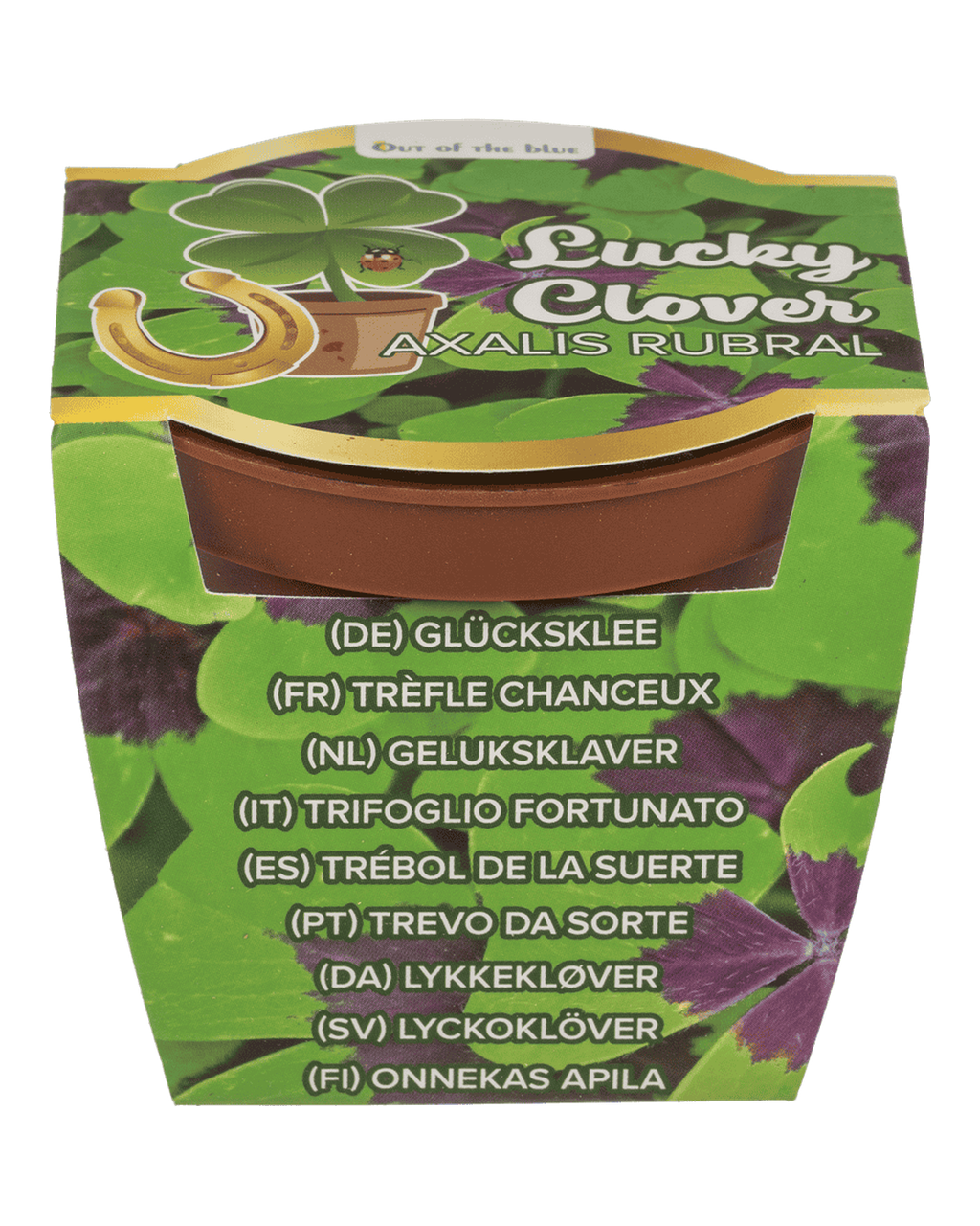 Lucky clover in plastic pot,