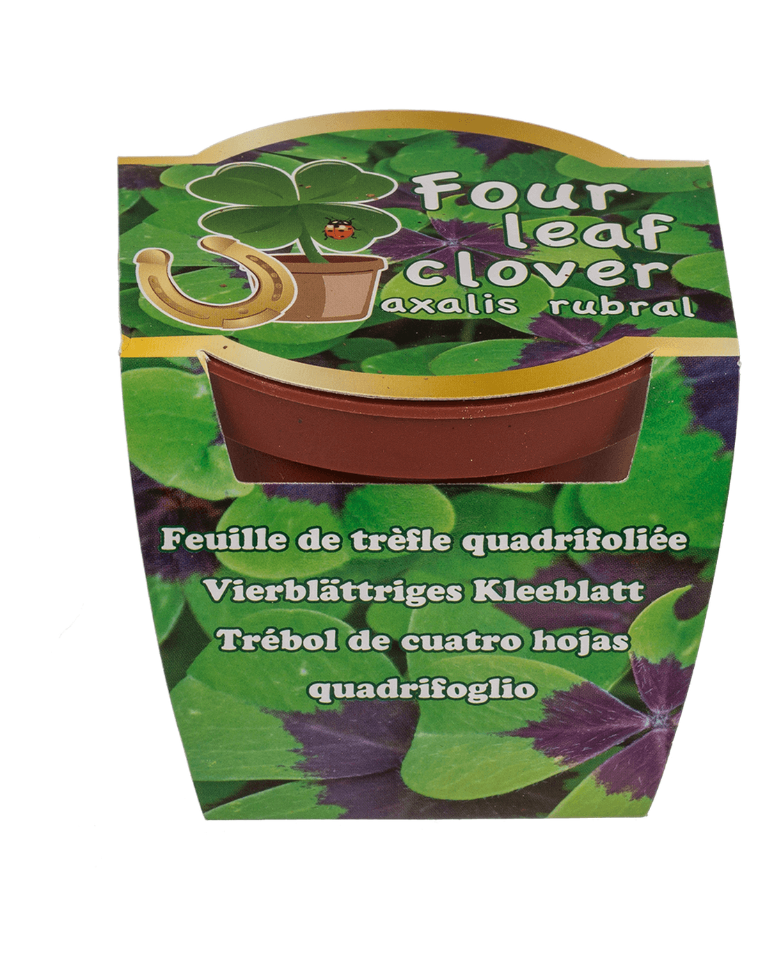 Lucky clover in plastic pot,