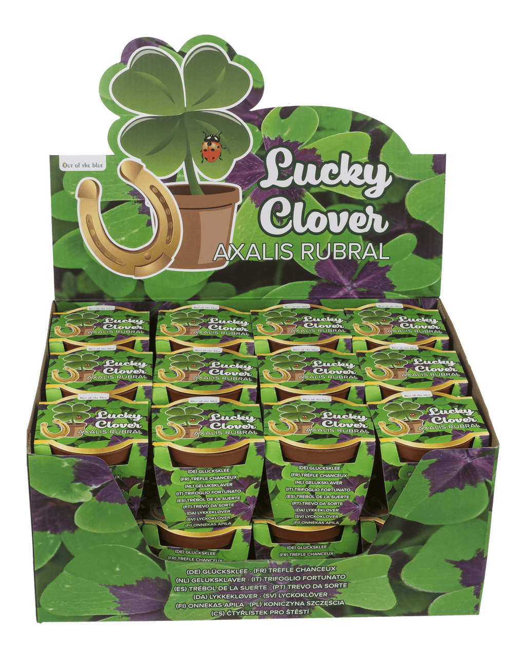 Lucky clover in plastic pot,
