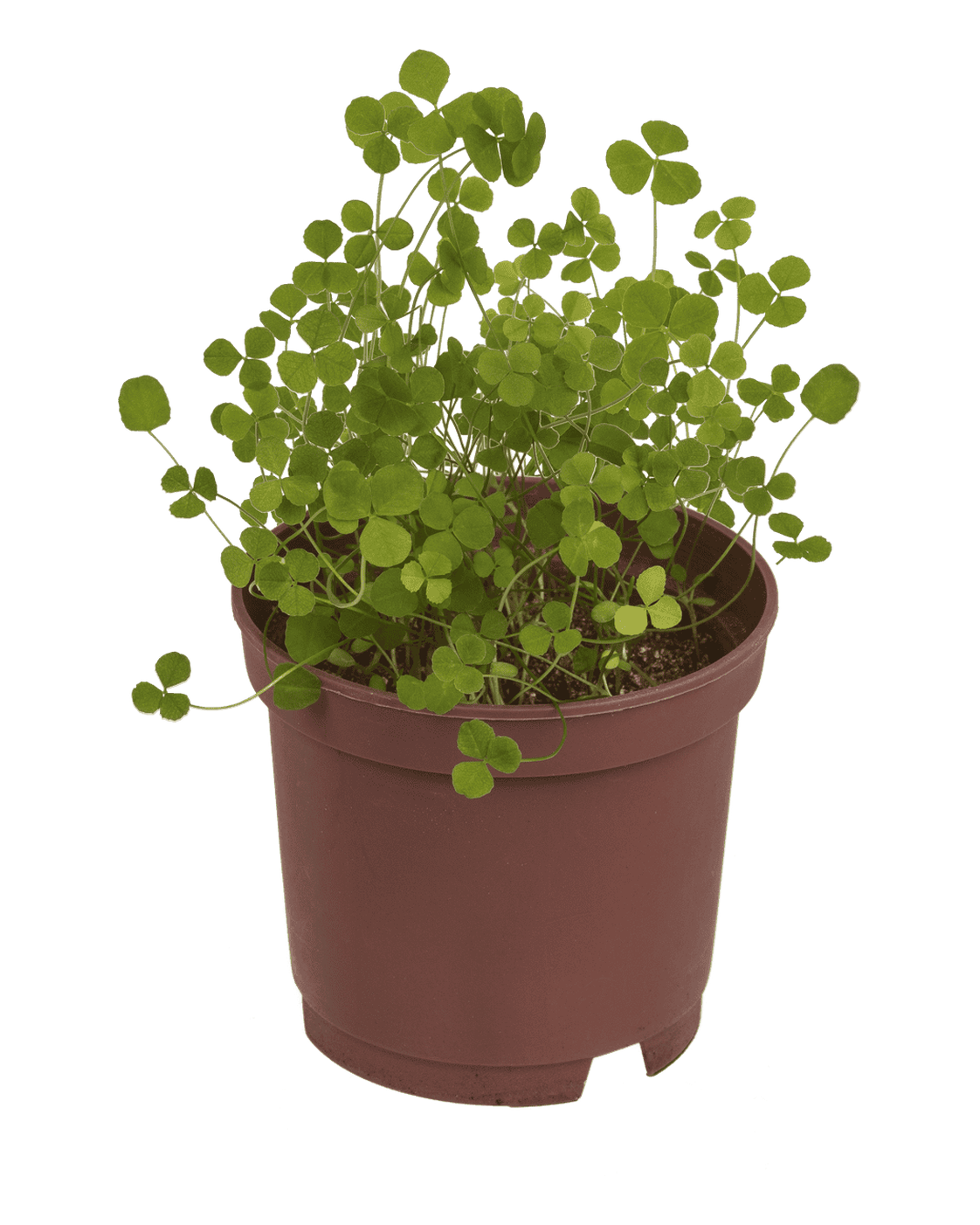 Lucky clover in plastic pot,