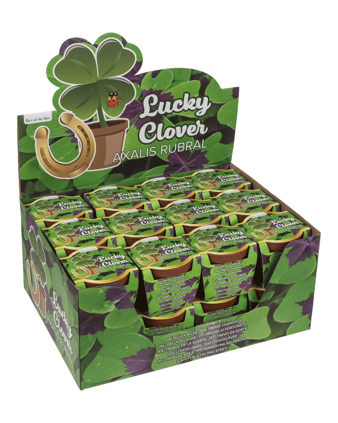 Lucky clover in plastic pot,