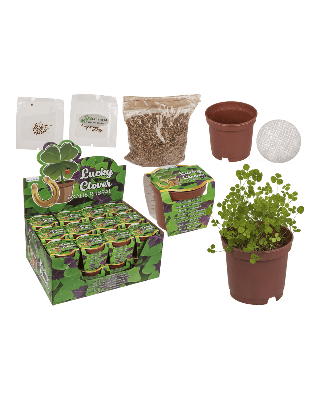 Lucky clover in plastic pot,