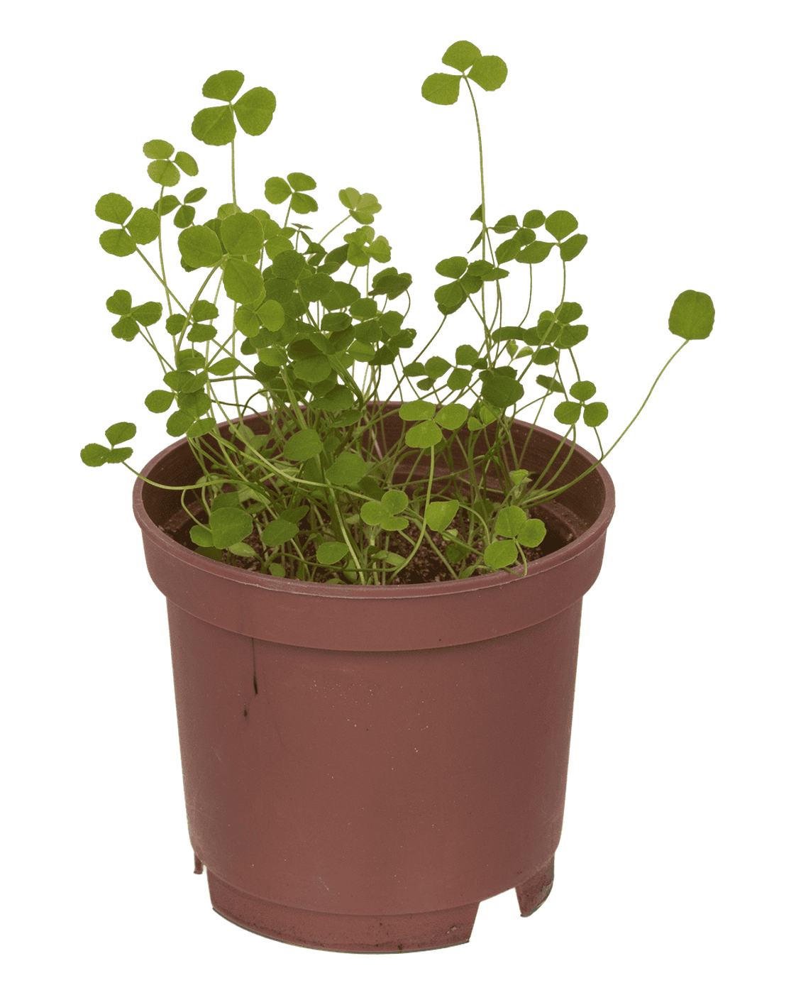 Lucky clover in plastic pot,