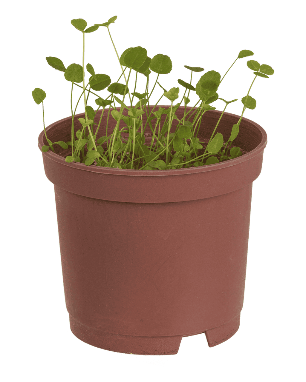 Lucky clover in plastic pot,