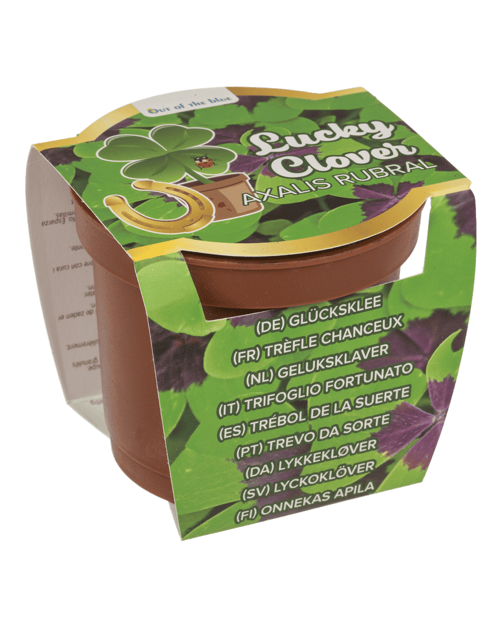 Lucky clover in plastic pot,
