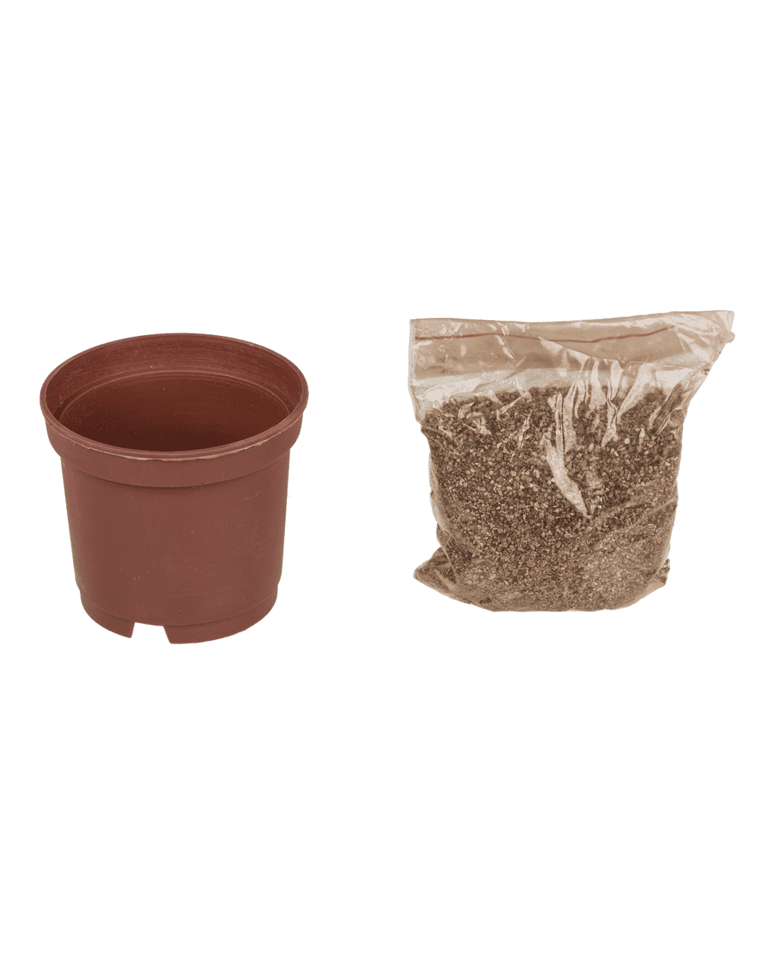 Lucky clover in plastic pot,